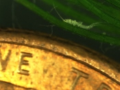 Newborn nymph hiding next to a penny